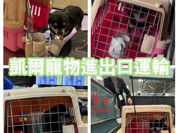 2025/02/15『中國飛台灣』吉娃娃狗狗由專員帶飛回台灣~~~~